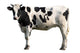 Black and White Cow Wall Decal