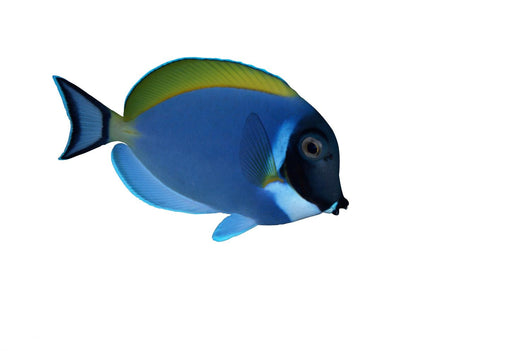 Surgeon Fish Wall Decal