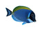 Surgeon Fish Wall Decal