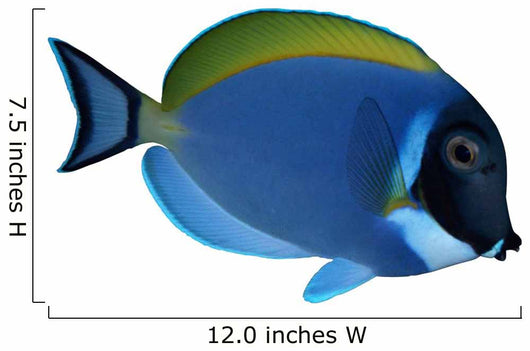 Surgeon Fish Wall Decal