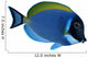 Surgeon Fish Wall Decal