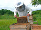 Beekeeper 22 Wall Decal