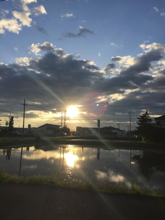 田んぼに映る夕日 Wall Mural
