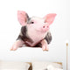 Portrait Funny Little Pig Wall Decal