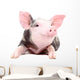 Portrait Funny Little Pig Wall Decal