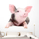 Portrait Funny Little Pig Wall Decal
