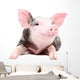 Portrait Funny Little Pig Wall Decal