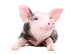 Portrait Funny Little Pig Wall Decal