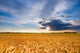 Golden Wheat Farm Field Wall Decal