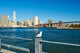 Seagull with Manhattan Wall Decal