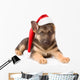 German Shepherd Puppy with Wall Decal