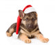 German Shepherd Puppy with Wall Decal
