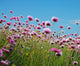 Pink Flowers Field Wall Decal