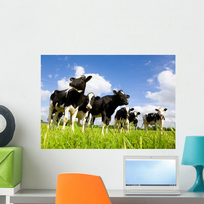 Holstein Cows Wall Decal shown on a wall
