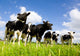 Holstein Cows Wall Decal