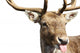 Rude Deer Wall Decal