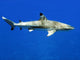 Requin Pointe Noire-black Tip Wall Decal