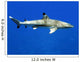 Requin Pointe Noire-black Tip Wall Decal
