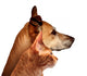 Dog and Cat Wall Decal