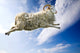 Flying Sheep Wall Decal