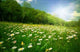 Prairie under Sun Wall Decal