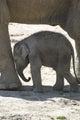 Elephanteau Wall Decal