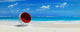 Tropical Red Bulle Wall Decal