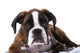 Boxer Dog Studio Wall Decal