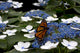 Monarch Butterfly Flower Wall Decal