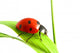 red ladybug 