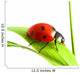 red ladybug 