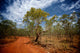 Red Dirt Road and Wall Decal