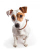 Jack Russell Terrier Dog Wall Decal