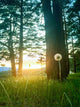 Diente Leon Iluminado Por Wall Decal