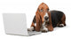 Dog Computer Pets Wall Decal