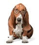 Dog Glasses Humor Wall Decal