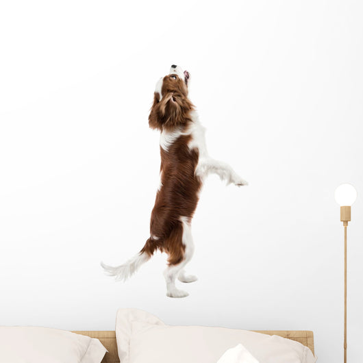 Cavalier King Charles Spaniel Wall Decal