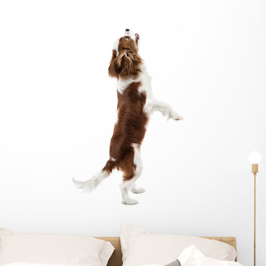 Cavalier King Charles Spaniel Wall Decal