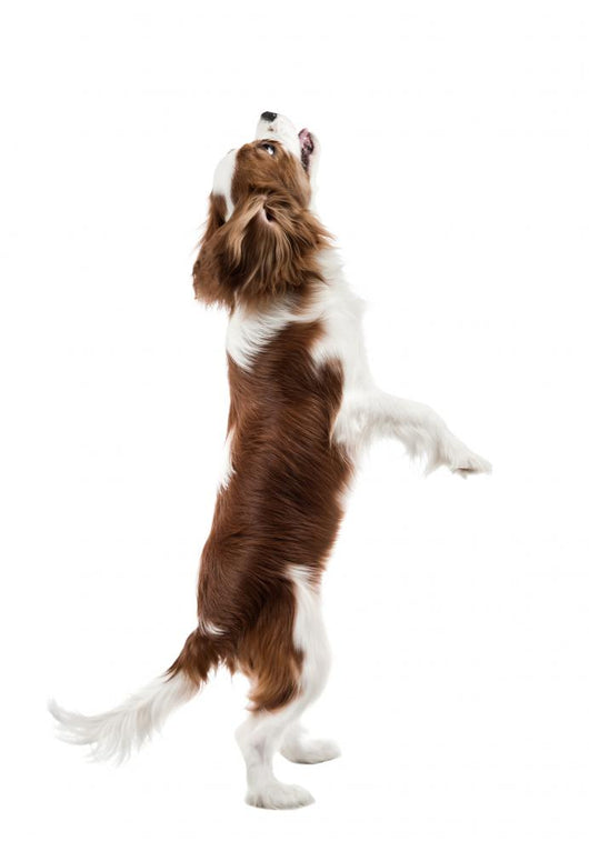 Cavalier King Charles Spaniel Wall Decal