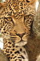Leopard in a tree Wall Mural