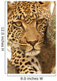 Leopard in a tree Wall Mural