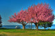 Spring Maryland Wall Decal