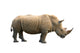 Rhinoceros Isolated Wall Mural