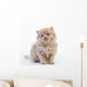 British Long Hair Kitten Wall Decal