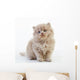 British Long Hair Kitten Wall Decal
