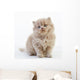British Long Hair Kitten Wall Decal