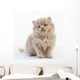 British Long Hair Kitten Wall Decal
