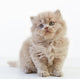 British Long Hair Kitten Wall Decal