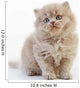 British Long Hair Kitten Wall Decal