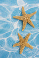 Starfish Wall Mural